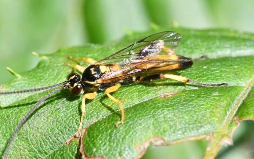 Réf. 327 648 : Cratichneumon coruscator